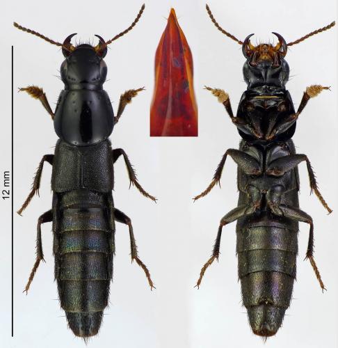 Réf. 204 664 : Quedius curtipennis